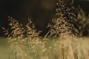 Peaceful nature scene representing emotional balance