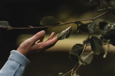 Mindfulness and connection with nature for wellbeing