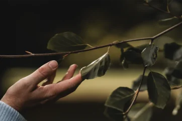 EJ_GreenerAve_web-13 Mindfulness and connection with nature for wellbeing